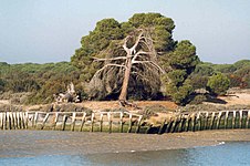 Parque nacional de Doñana