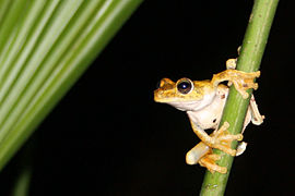 Frog, Gladiator tree