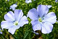 Flax flowers