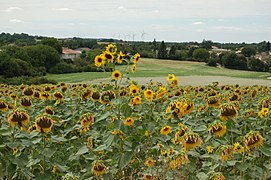 Tournesol ramifié et à petits capitules au milieu d'un champ de tournesol (Luxé, Charente)