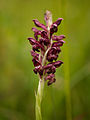 Anacamptis coriophora Austria - Steirisches Ennstal