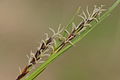 Carex sempervirens, weibliche Blütenähren