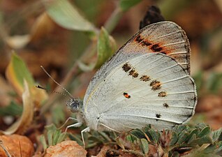 Ventral view