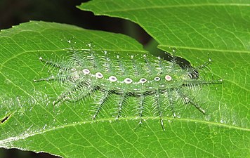 Larva