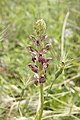 from Italy, probably subsp. fragrans