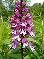 Orchis × hybrida Germany - Kaiserstuhl, Liliental