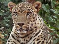 Leopard, one of the big cats residing in Pakistan (photographed in the Jerusalem Biblical Zoo)