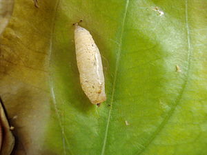 Pupa