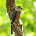 English: Variable Goshawk Accipiter hiogaster (cat.)