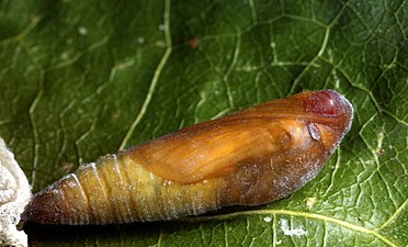 Pupa