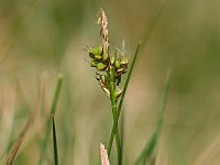 Carex pilulifera