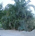 Provincial tree of Pak Balochistan