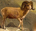 argali