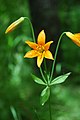 Lilium parvum var. crocatum