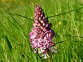 Orchis × hybrida France - Fort-Louis