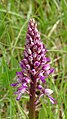 Orchis × hybrida Germany - Untergrombach