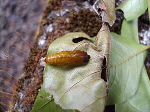 Pupa