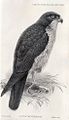 English: Meyer's Goshawk Accipiter meyerianus (cat.)