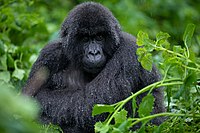 Mountain Gorilla at Volcanoes National Park