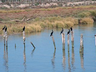 Parque Nacional de Doñana