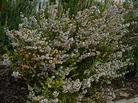 Erica bolusiae