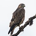 Buteo oreophilus (cat.)