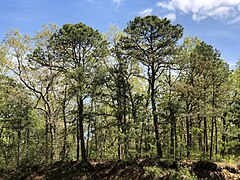 2021-05-06 14 31 46 A grove of Pitch Pines in spring along Cumberland County Route 552 (Sherman Avenue) in Vineland, Cumberland County, New Jersey.jpg