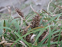 Carex kobomugi