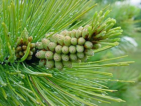 Pollen cones before pollen dispersal