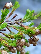 Erica margaritacea