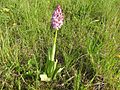 Orchis × hybrida France - Fort-Louis