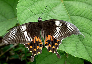 Dorsal view (female, form romulus)