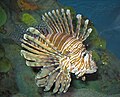 At the New England Aquarium