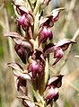 Anacamptis coriophora Spain - Mallorca