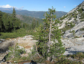 Young tree, Bear Creek Canyon, Trinity Alps, northern California