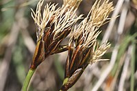 Carex curvula