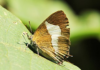 Ventral view