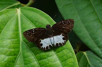 Dorsal view