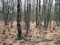 Moorbirkenwald mit E. vaginatum