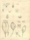 Thumbnail for File:Orchidaceae Illustration by H. A. Wood.jpg