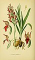 Anacamptis coriophora (as syn. Orchis coriophora) Tafel 20 in: Walter Müller: Abbildungen der in Deutschland und den angrenzenden Gebieten vorkommenden Grundformen der Orchideenarten Berlin (1904)