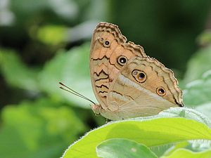 Ventral view (wet season form)