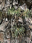 2021-05-06 14 30 45 Pitch Pine bark with trunk sprouts along Cumberland County Route 552 (Sherman Avenue) in Vineland, Cumberland County, New Jersey.jpg