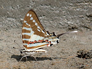 Ventral view