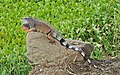 Wild male Green Iguana at Portoviejo, Ecuador