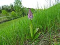 Orchis × hybrida France - Fort-Louis