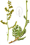 Artemisia laciniata