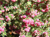 Erica haematocodon