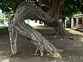 Plaza Central, árbol típico de la zona