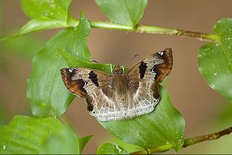 Dorsal view